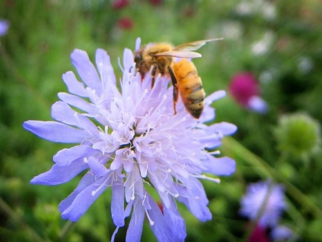Manhattan bees