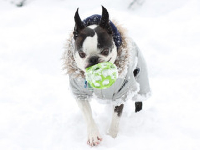 Record-Breaking Snowfall in Central Park