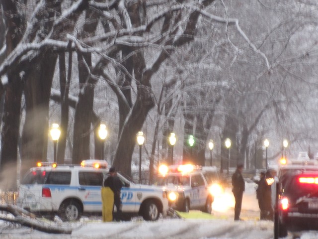 Man Killed by Falling Tree Limb in Central Park
