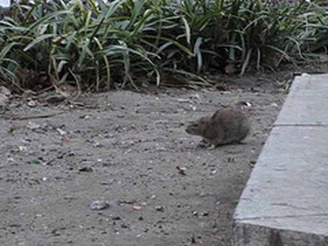 Rat Infested, Verdi Square Gets Some Help