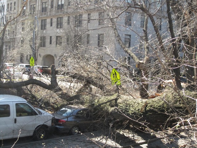 Massive Tree Crushes Car in Central Park