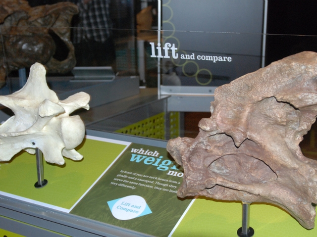 World's Biggest Dinosaurs Stomp into American Museum of Natural History