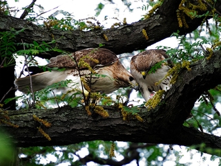 That's not Lindsay Lohan. Photographers try to catch a shot of a baby hawk in Riverside Park on Tuesday evening.