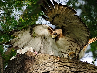 That's not Lindsay Lohan. Photographers try to catch a shot of a baby hawk in Riverside Park on Tuesday evening.