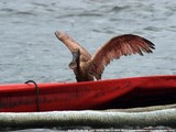 Financial District Resident Documents Damage to Wildlife After BP Oil Spill