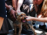 Firefighters Save Puppies From Burning SoHo Apartment, One Revived by CPR