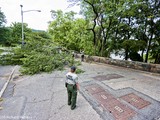 Inwood Hill Park Trees Damaged in Tornado Fall Two Weeks After the Storm(Rich Herrera)