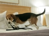 Bergdorf Hires Bedbug Dog, Just to be Safe(AP Photo/Bebeto Matthews,File)