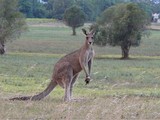 Kangaroo Meat Back on the Menu at SoHo Eatery