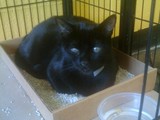 Missing San Fran Cat Found in East Harlem More than a Year Later(AC&C/Jen Reese)
