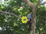 Jessica 'Sunflower' Rechtschaffer Climbs Tree in City Hall Park Protest, Plucked by Police