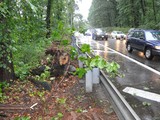 Tree Felled by Storm Causes Traffic Jam on Henry Hudson