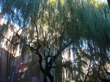 Public Outcry May Save Willow Tree That's Been East Village Fixture Since 1970s