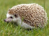Pet Hedgehog Killed in Fire, Residents Laugh Off Wolverine Reports