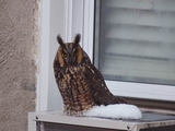 Owl Found Dead in Inwood Poses Mystery for Rangers