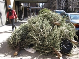 Christmas Trees Still Litter Upper East Side