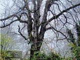 Anne Frank Tree Slated for 9/11 Memorial Is Under Quarantine