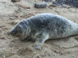 Seal Spotted on Inwood Beach