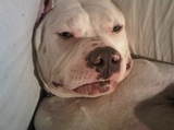 Doomed Dog Friended By Chelsea Resident