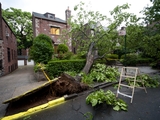 Storm Knocks Down 77-Year-Old Tree