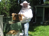 Sweet Life: Bees Rescued from Little Italy Swarm Thriving in New Home