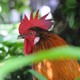 Newest Residnets of the M'finda Kalunga Garden, A Rooster and Two Hens(DNAinfo/Josh Williams)