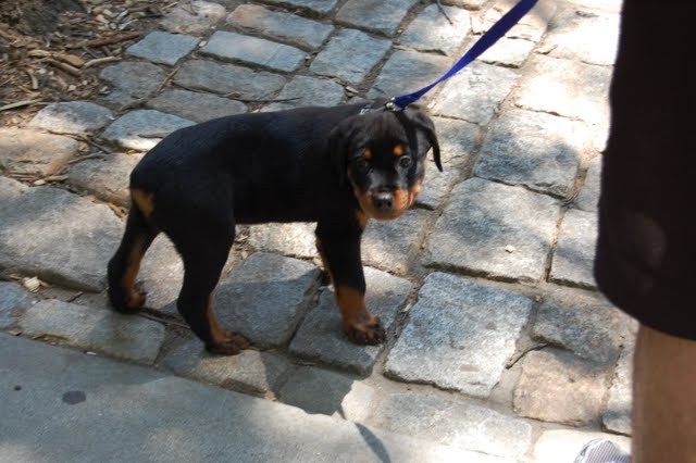 A puppy takes a break in the shade.