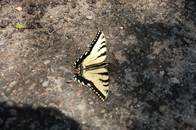 Butterfly found on the ground in Highbridge Park.