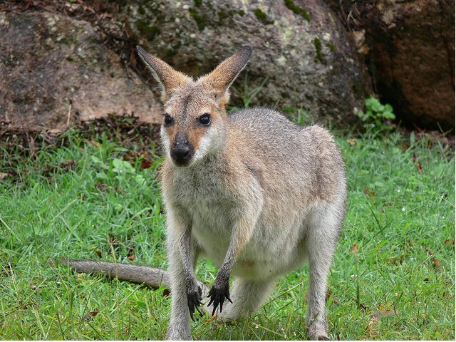 Kangaroos are fair game for SoHo diners after a New York law listing them as endangered was rewritten.