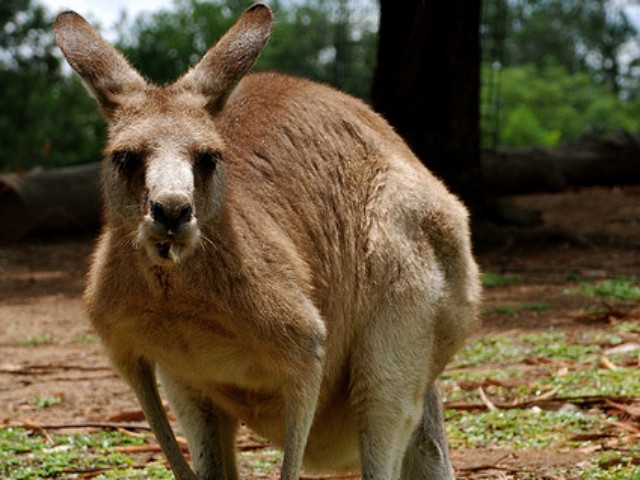 Eight Mile Creek is serving kangaroo meat now that a New York law took the marsupial off the endangered list.