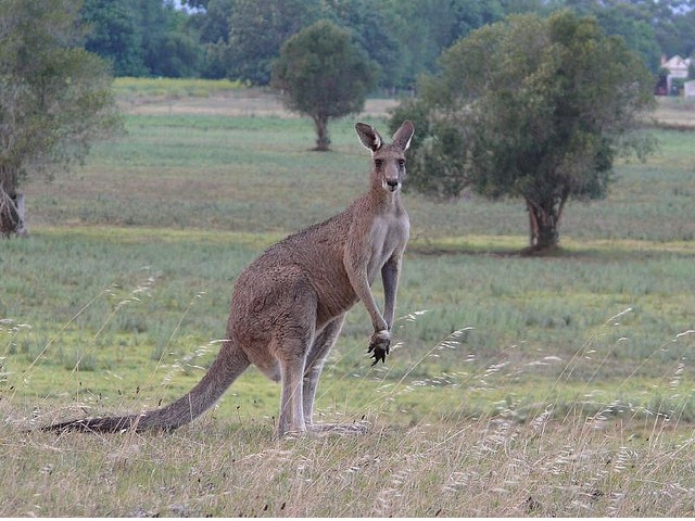 A SoHo restaurant is cleared to serve kangaroo meat after New York removed most species of kangaroo from its endangered list.