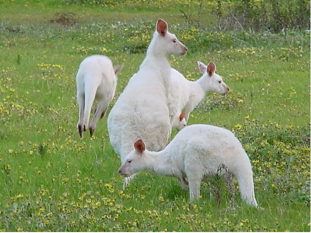 White Kangaroos at Bordertown Wildlife, South Australia.