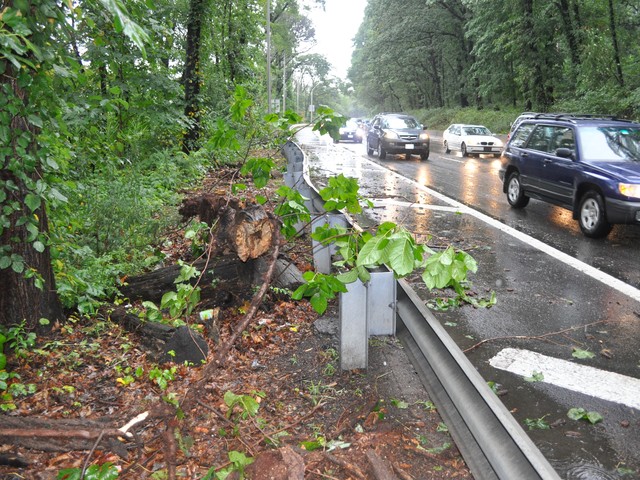 Part of the tree were left near the highway barrier.