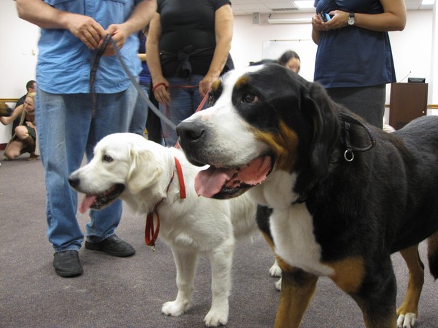 Clara and Rainier await the next round of stressed Fordham College students on Wednesday night.