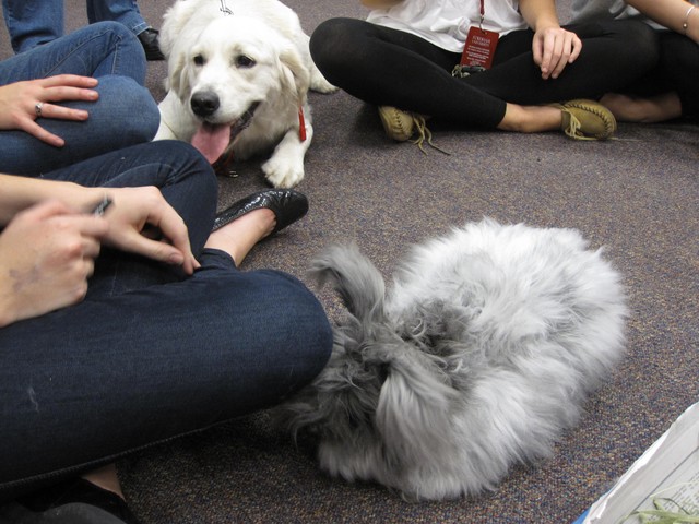 One therapy dog, Clara, displayed special interest in Stuart the rabbit.
