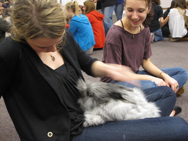 Stuart, an English Angora rabbit, has the type of fur that's used for angora sweaters.