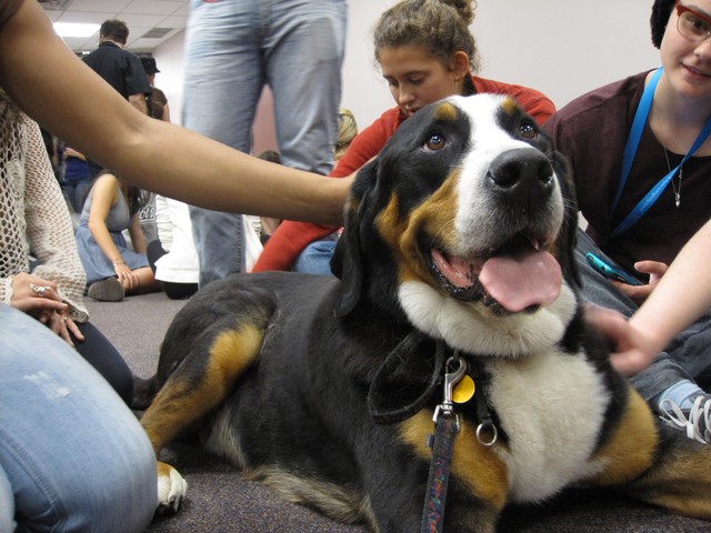 Rainier, a Greater Swiss Mountain dog, regularly visits hospitals to give patients 
