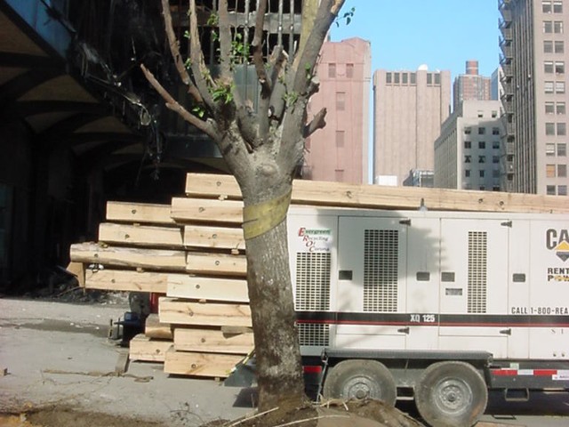The Survivor Tree shortly after it was rescued in 2001.