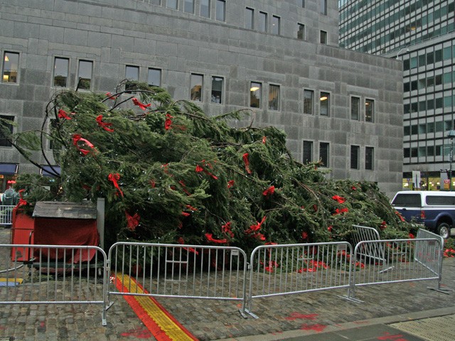 The tree fell onto Fulton Street near Water Street.