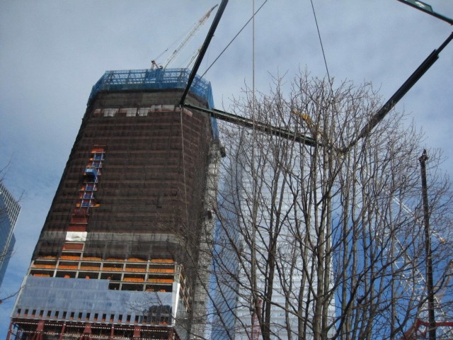 The Survivor Tree is now growing alongside One World Trade Center, which recently reached its halfway point.