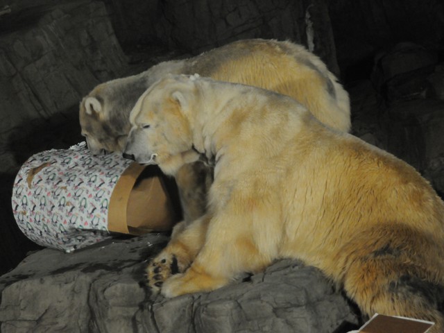 central park zoo animals. central park zoo animals. central park zoo animals.