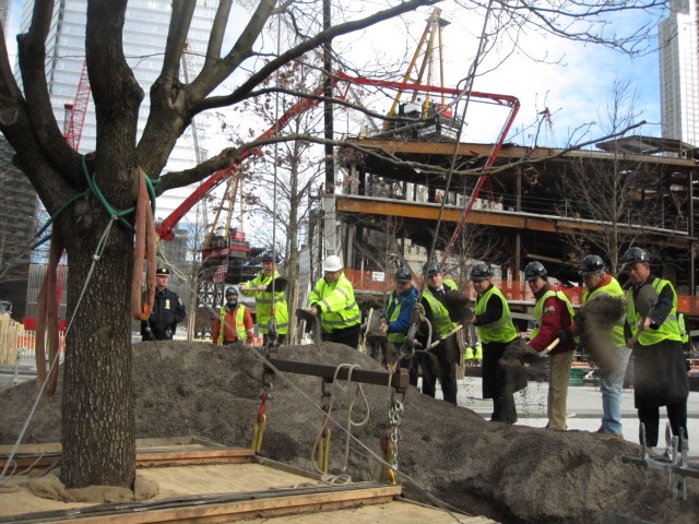 Mayor Michael Bloomberg, right, and other local officials, along with 9/11 survivors, shoveled dirt to help replant the Survivor Tree at the World Trade Center Wednesday.