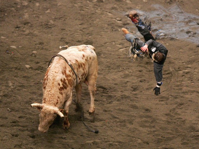 Kasey Hayes gets thrown from his bull during the Versus Invitational Professional Bull Riding (PBR) Tournament on Jan. 7, 2007 at Madison Square Garden.