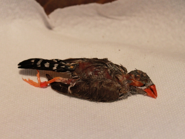 Dead zebra finch that sources sent DNAinfo purported to have been found in or around Gramercy Park on Sunday.