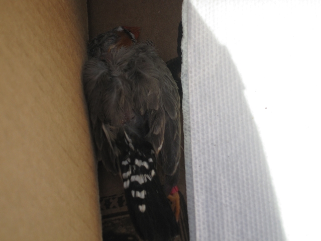 A dead finch handed over to the ASPCA.