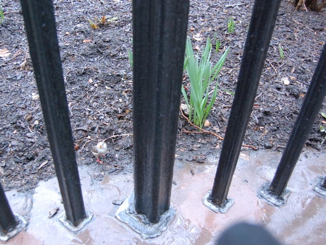 A zebra finch spotted in Gramercy Park, on the foreground between the second and third poles from the left.