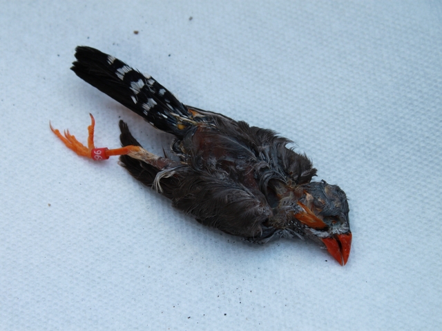 Dead zebra finch that sources sent DNAinfo purported to have been found in or around Gramercy Park on Sunday.