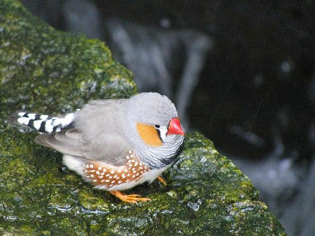 Zebra Finch (Taeniopygia guttata) in captivity (captive bred) at Wings of Paradise Butterfly Park, Cambridge, Ontario, Canada. Photographed on 6 January 2008. Native of Australia.