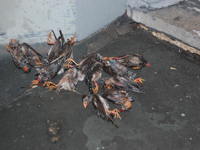 Dead zebra finches that sources sent DNAinfo purported to have been found in or around Gramercy Park on Sunday.