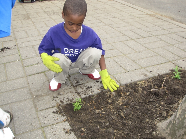 Kids from Harlem RBI's Dream Charter School planted flowers in the Parks Department playground next to their school.